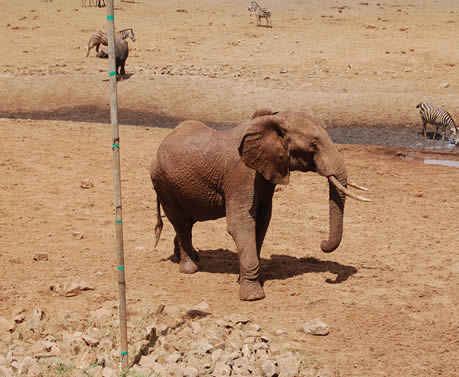 2_day_salt_lick_safari_kenya1