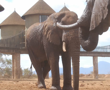 2_day_salt_lick_safari_kenya3