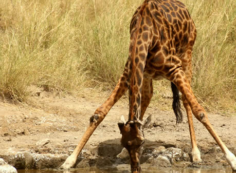 3_days_maasai_mara