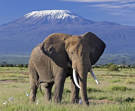 3_days_tsavo_east_amboseli