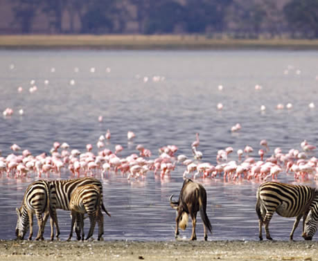 lake_nakuru_park