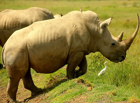 lake_nakuru_white_elephants