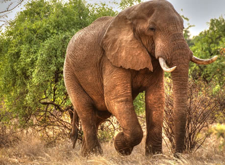 red elephants of tsavo