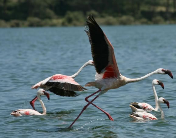 lake_nakuru_national_park