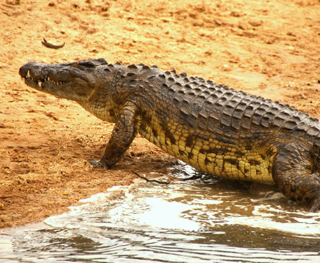 CROCODILE