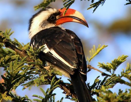 kenya-bird-watching-safari