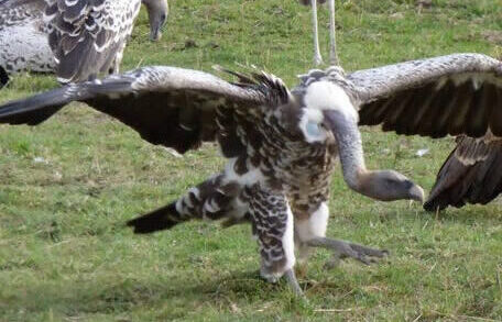 kenya-bird-watching-safari2