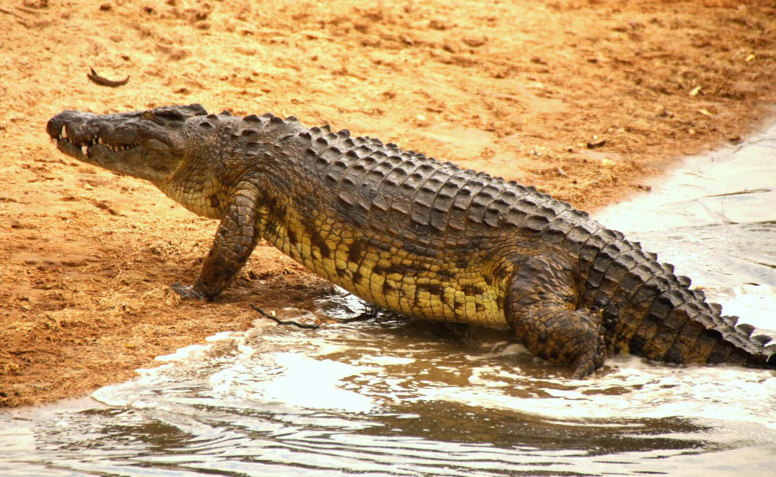 At the masai mara River,Kenya.Crocodiles waiting for a catch during the annual wildbeest migration season