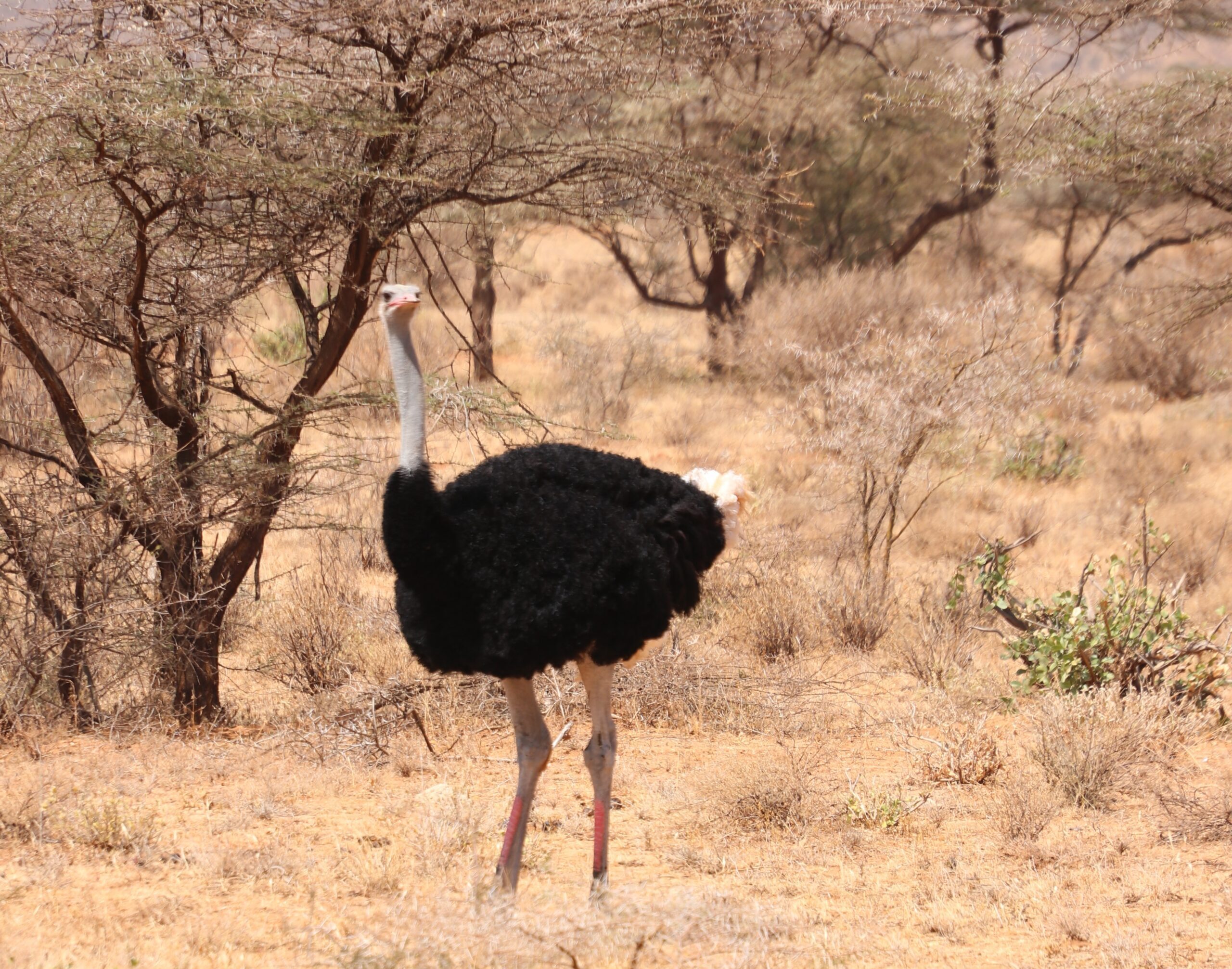 IMG_1704 ostrich 23