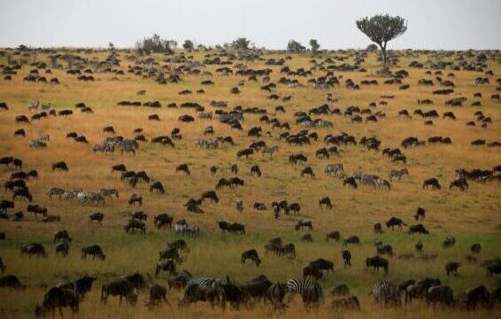 Excellent Africa Tours-Great wildlife migration,Kenya