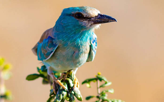 21 Days Special photography safari_kenya_safar2