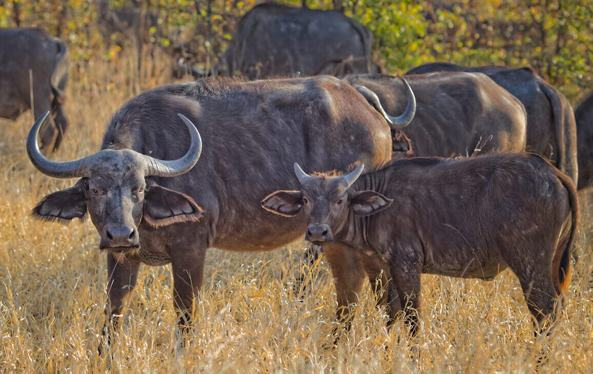 3 days maasai mara