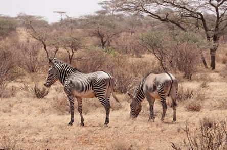 4 Days special camping safari-Kenya