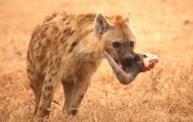 Exellent africa Tours-Masai mara,Kenya