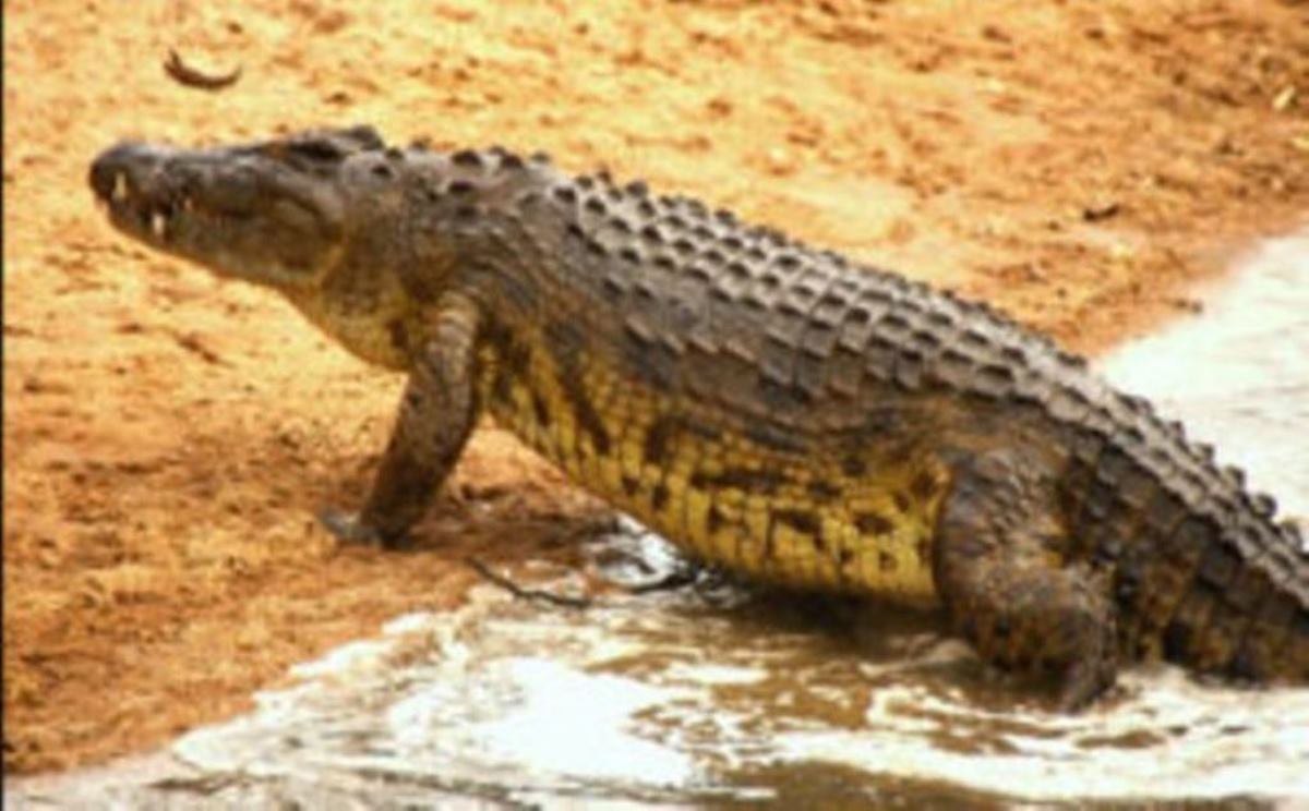 crocodiles at msai mara