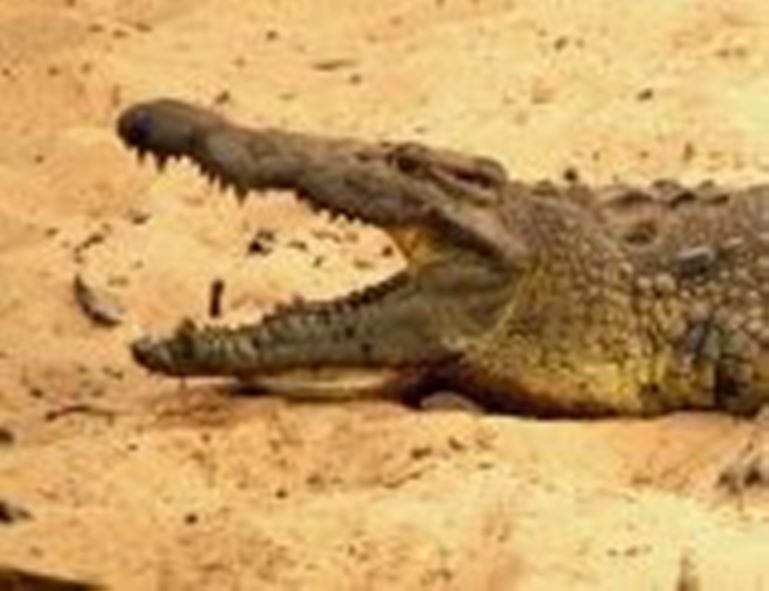 maasai-mara crocodiles