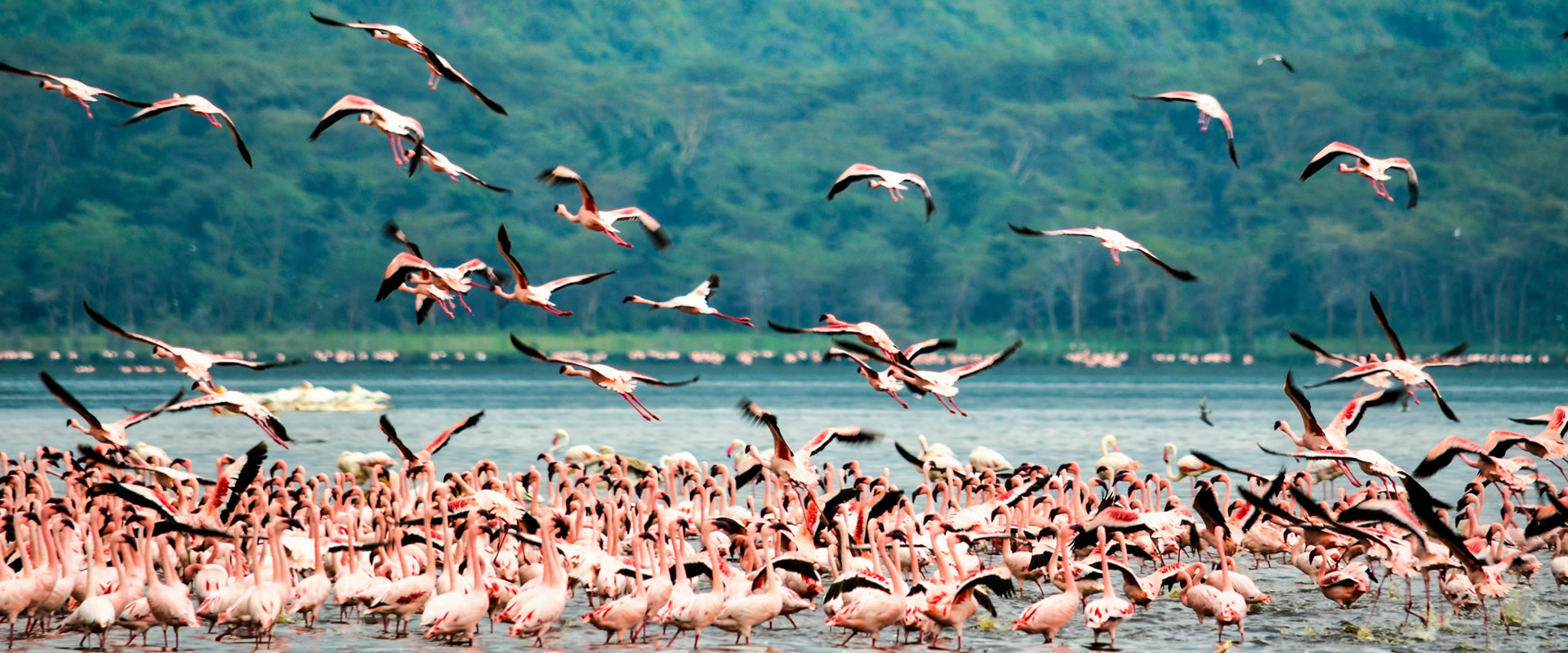 10 days Nairobi-Samburu national reserve-Meru-lake nakuru -Naivasha -hells gate-Masai mara