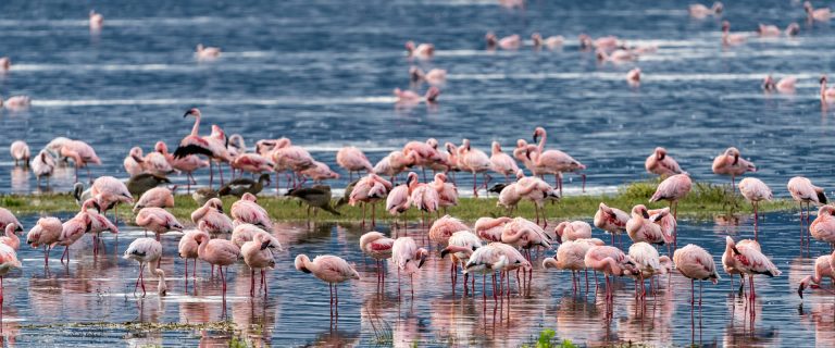 15 Days Kenya Safari & Beach Escape