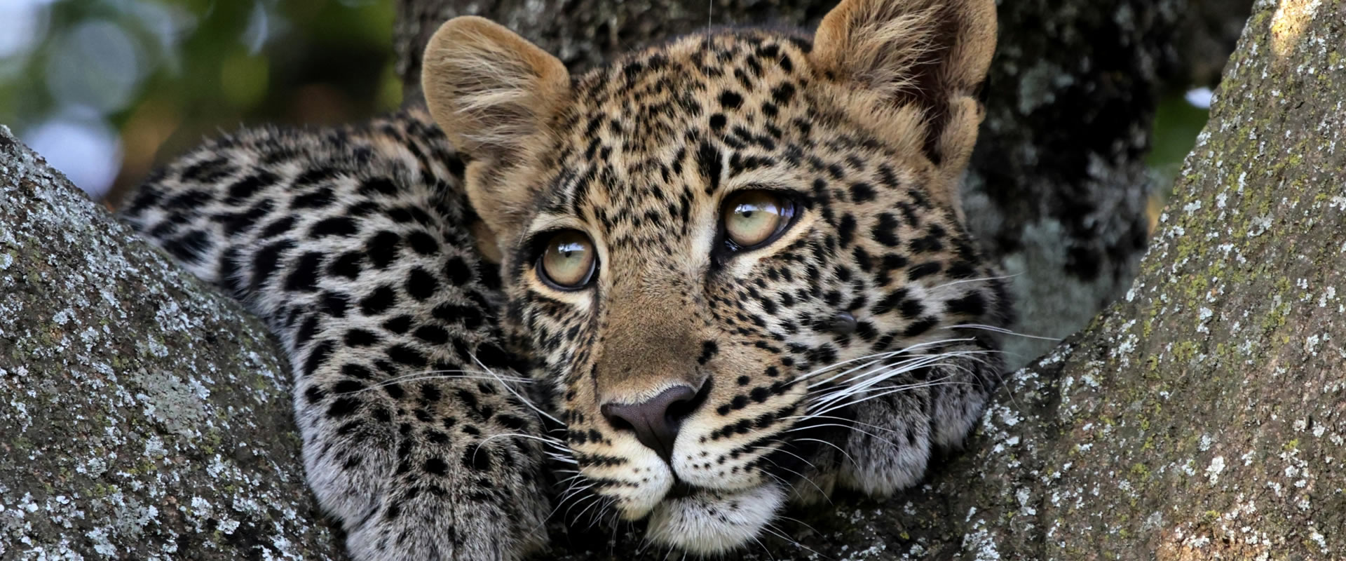 15 Days Kenya Safari & Beach Escape_