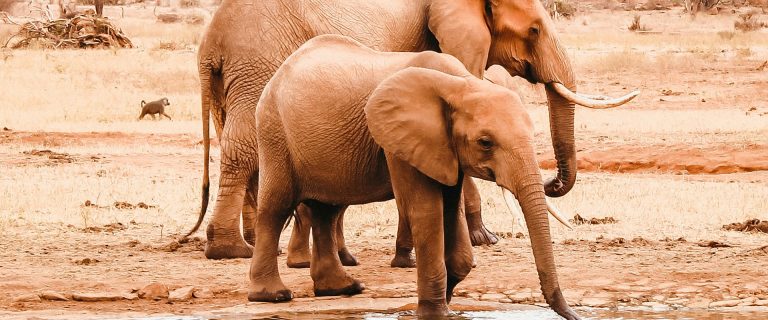 3 days tsavo east national park
