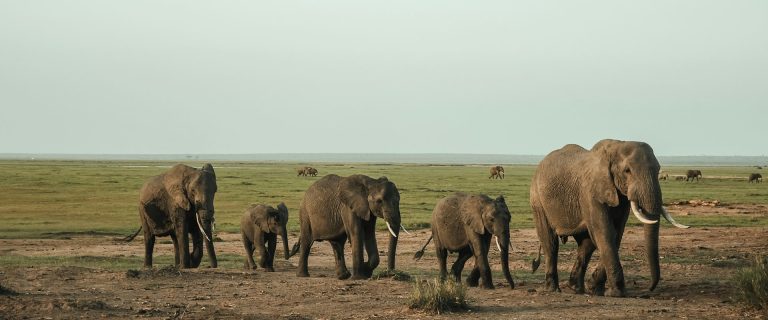 4 Days Tsavo East, Amboseli & Salt Lick
