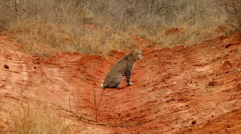 4days_tsavo_amboseli