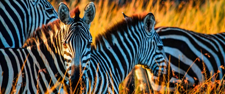 7 Days Luxury Safari Nairobi - Masai Mara