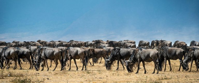 7-days-kenya-maasai-mara-great-migration
