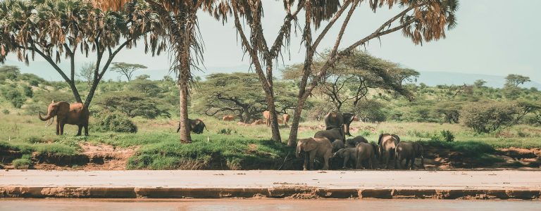 samburu national reserve