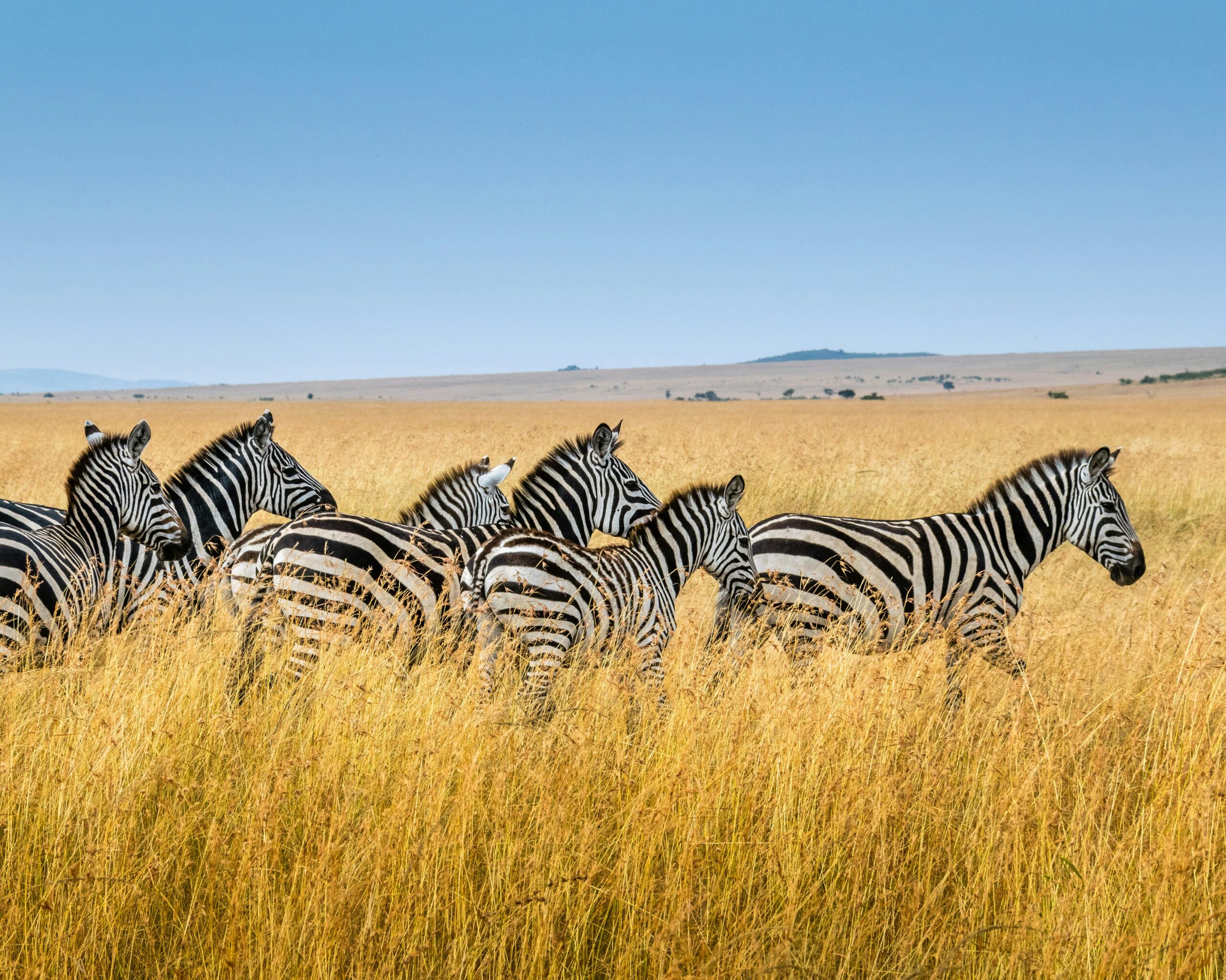 ZEBRAS excellent.africa