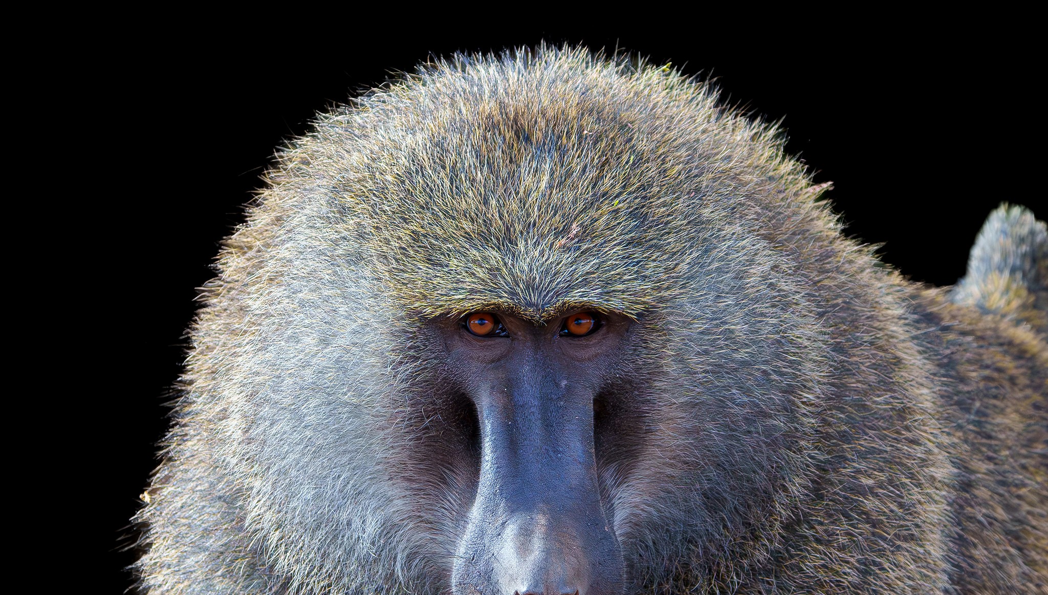 baboon p1