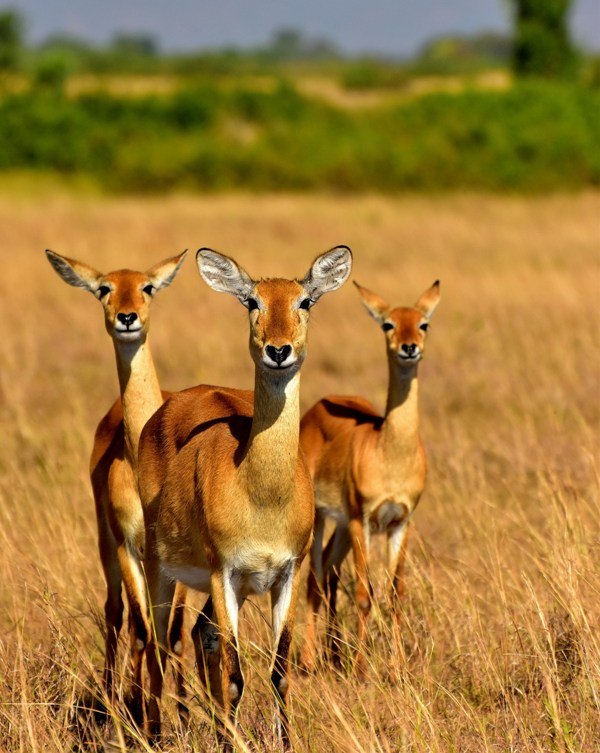 impala at excellent africa tours