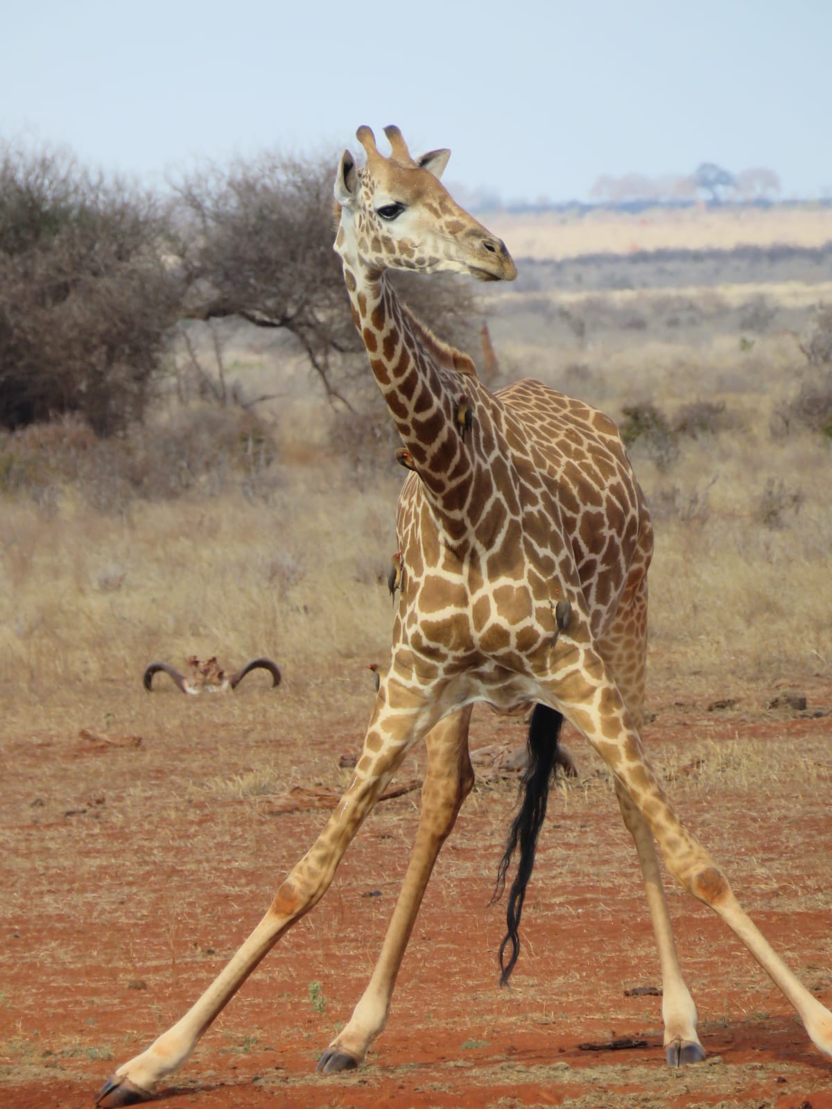 GIRAFFE 6