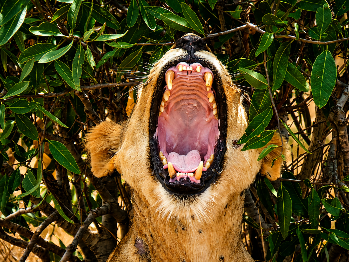 excellebt africa tours photo