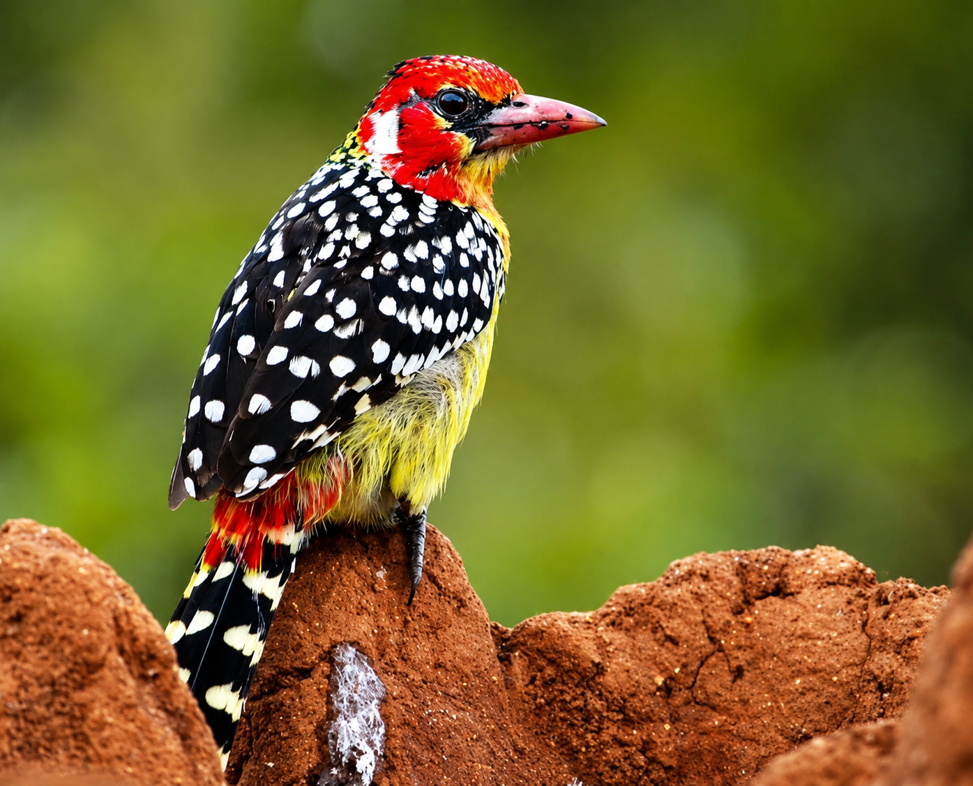 excellent africa tour