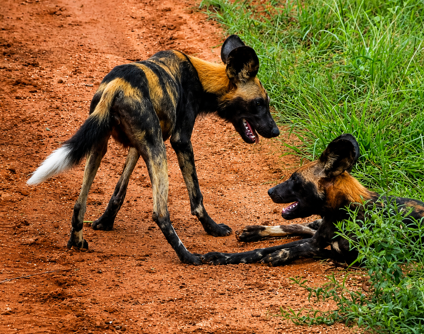 excellent africa tours & travel
